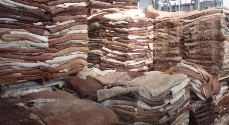 ەلىمىزدە مال تەرىسىنىڭ قۇنسىزدانۋىنا نە سەبەپ