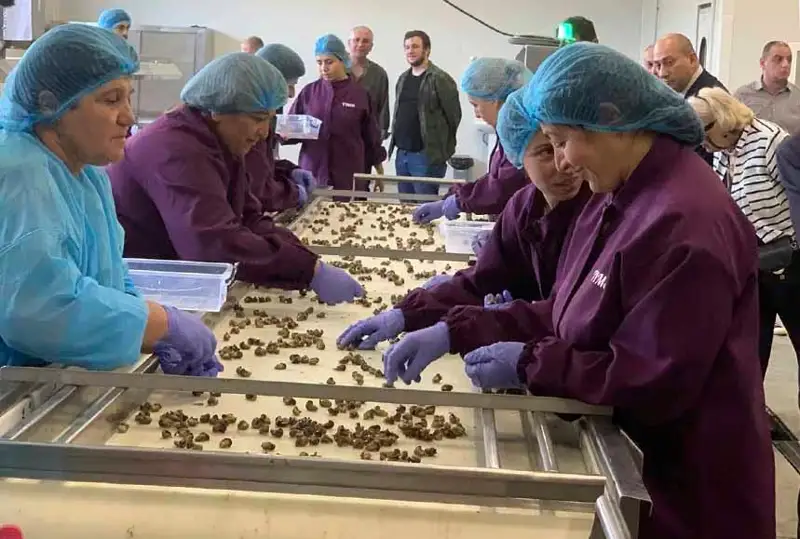 Грузия будет поставлять во Францию 1 тыс. тонн моллюсков в год