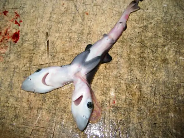 03-two-headed-shark.adapt.590.1
