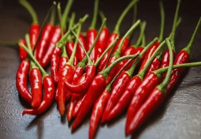 اشى بۇرىشتىڭ دەنساۋلىققا پايداسى بارى راس پا