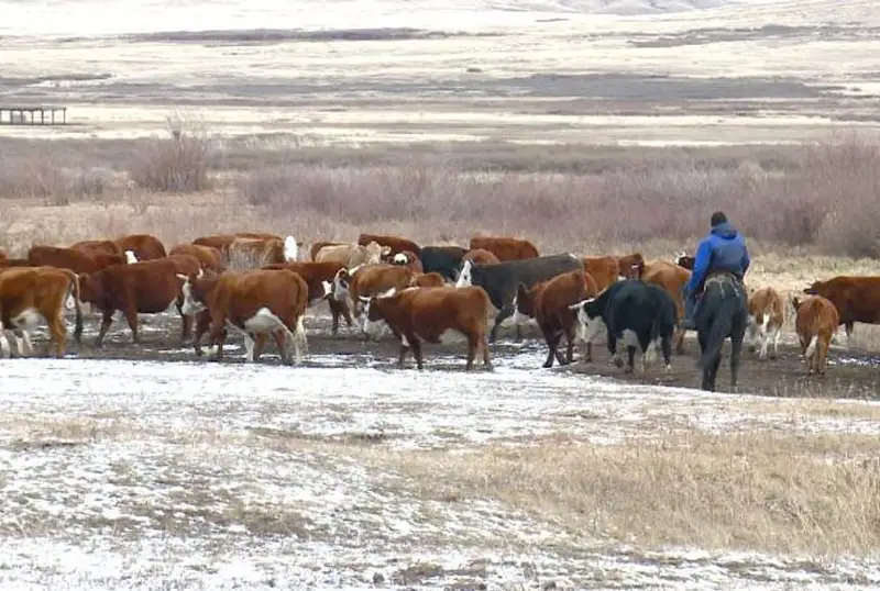 Более 10 голов КРС погибло из-за болезни в одной из зимовок Карагандинской области