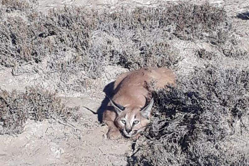 Жұмыс үстеліне арналған қыздардың эротикалық суреттері