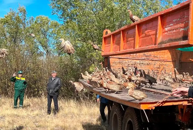 550 особей фазана выпустили на территории зеленого пояса столицы