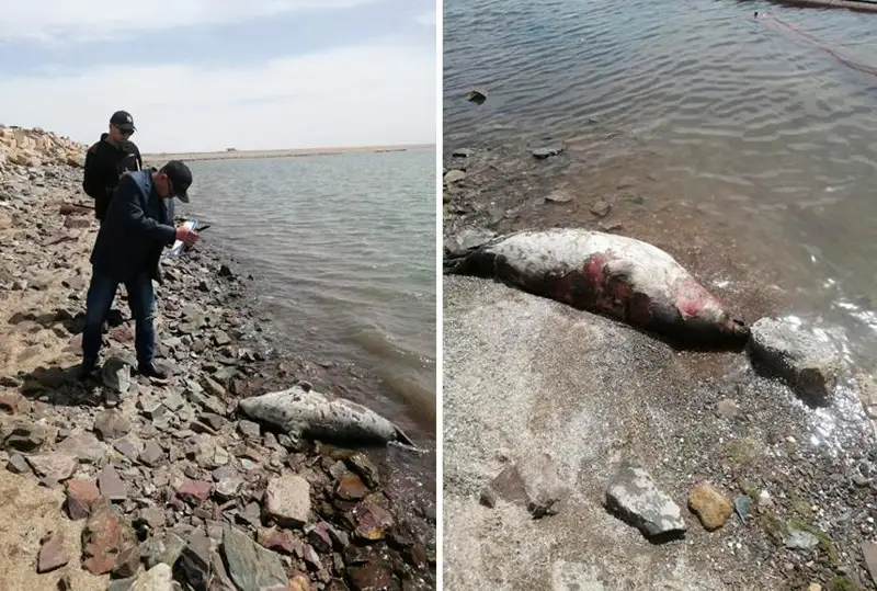 Причины гибели тюленей на побережье Каспия еще не выяснены - глава Минэкологии