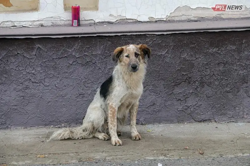 Центр реабилитации животных сгорел в Экибастузе