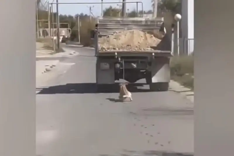 Привязавший собаку к грузовику водитель из Алматинской области объяснил свой поступок