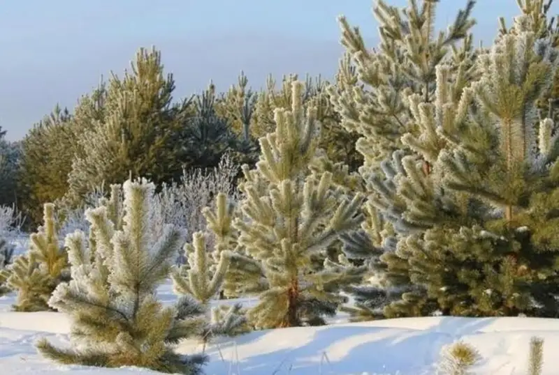 Более 20 мобильных групп охраняют хвойные деревья в Карагандинской области
