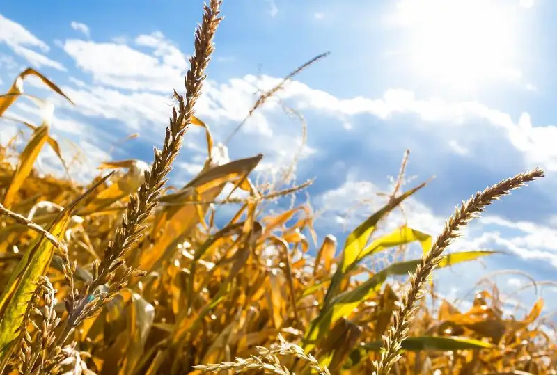 Основная часть аграриев подают заявки на страхование урожая от засухи - Минсельхоз РК