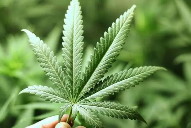 330 кг наркотиков изъяли и 200 тысяч кустов наркорастений уничтожили в Туркестанской области