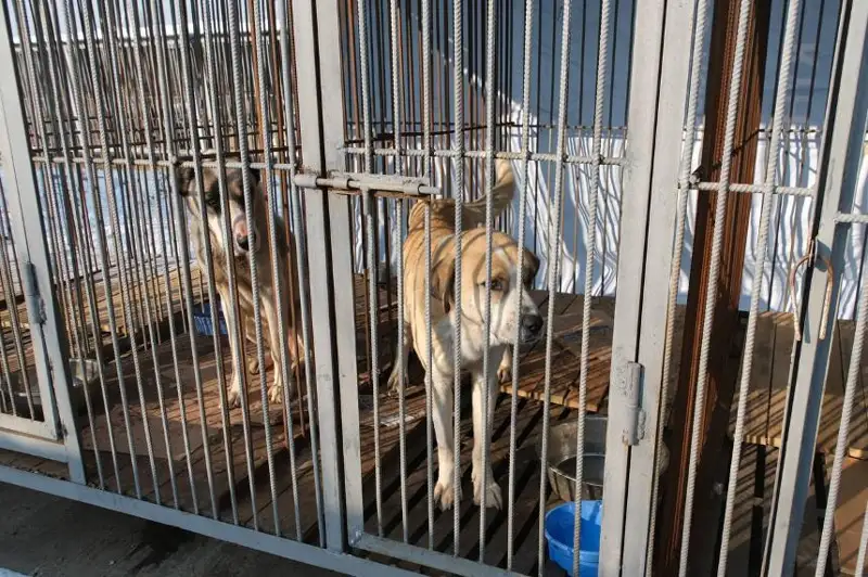 Городская ветслужба Алматы проводит выпуск отловленных собак