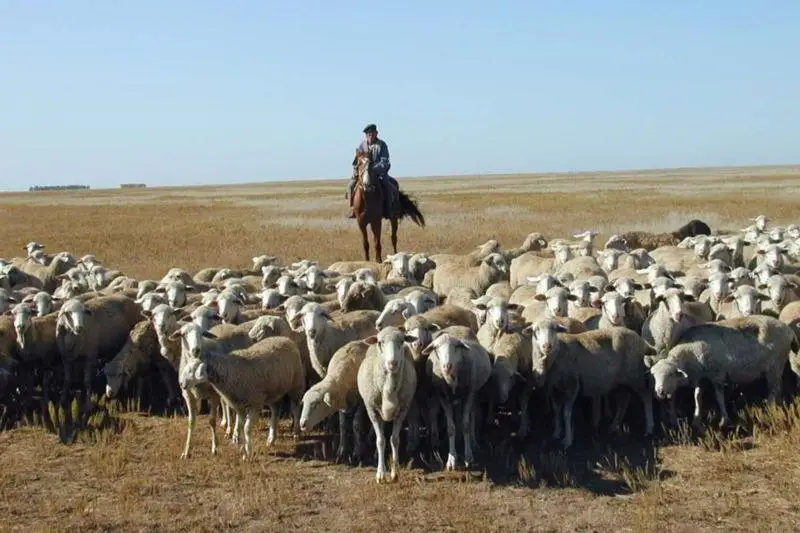 У чабанов нет даже электричества – мнение эксперта о субсидиях в сельском хозяйстве