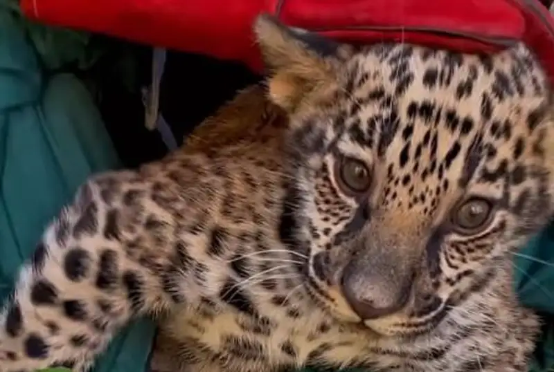 Детеныши ягуара появились в зоопарке Алматы