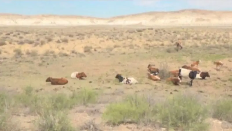 Мангистауским фермерам разрешили пасти скот в заповедниках