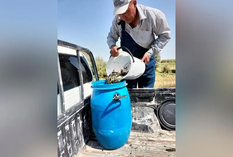 Atyraý oblysynda shilde aıynda 27 mln balyq shabaǵy qutqaryldy