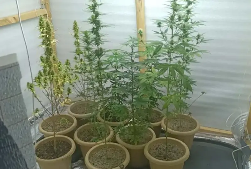 Фитолабораторию для выращивания марихуаны организовал житель Талдыкоргана