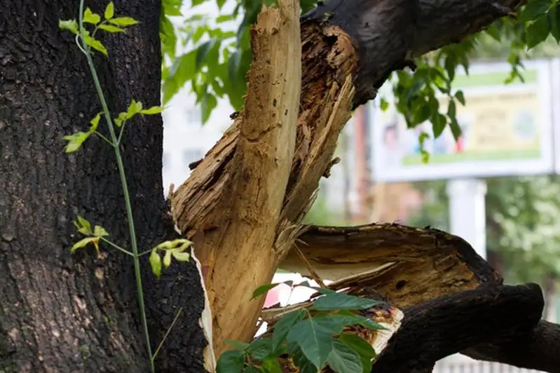 Более 84 тысяч деревьев и кустарников считаются аварийными в Алматы