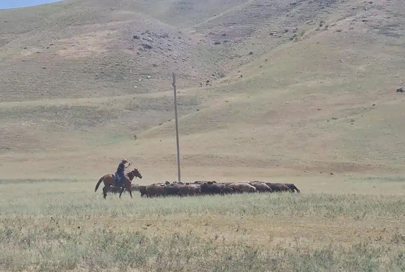 683 тысячи гектаров пастбищных земель не хватает животноводам Жамбылской области