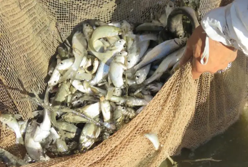 Рыбу, попавшую в обмелевшие водоемы, спасают в Атырауской области