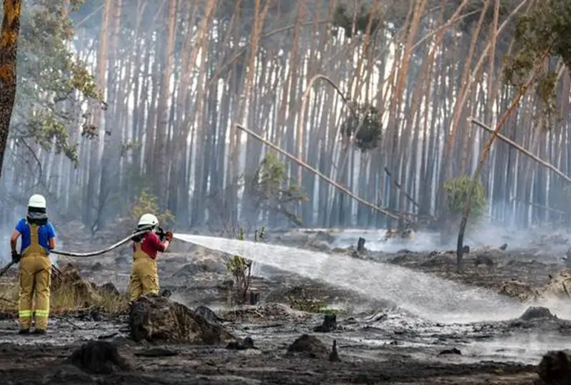 Лесные пожары в Бранденбурге и Саксонии пока не удается потушить