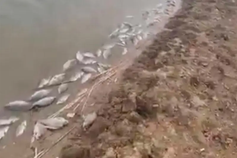 Очередной замор рыбы произошел в СКО