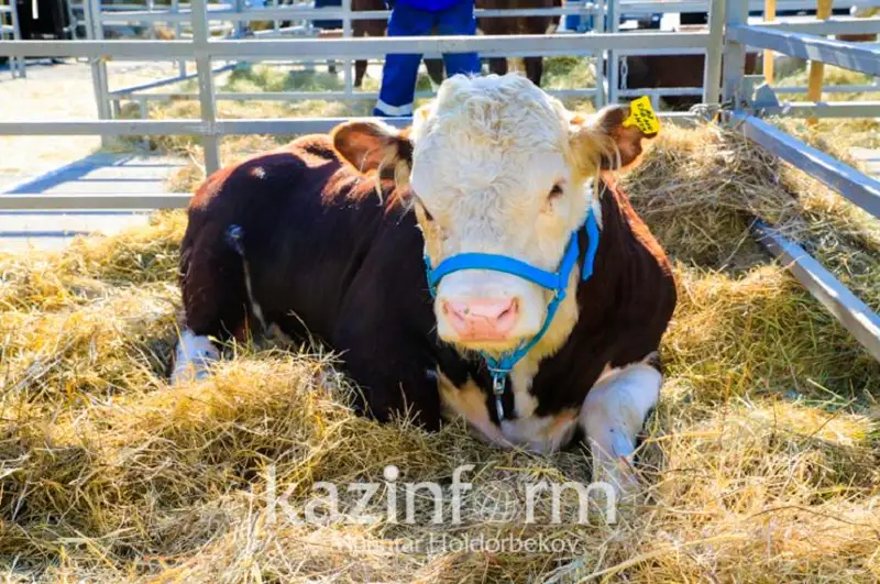 Законопроект по вопросам племенного животноводства принял в первом чтении Сенат