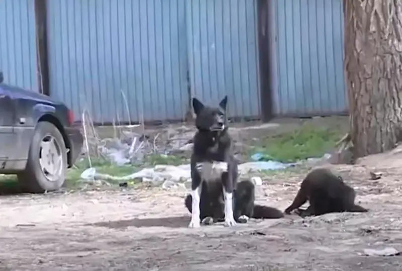 Бродячие собаки напали на женщину с ребенком в Актобе