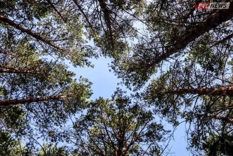 Лесные пожары в Павлодарской области - на сельские акиматы поданы иски