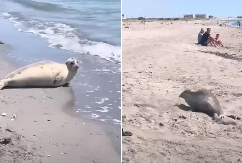 Мониторинг прибрежной полосы Каспийского моря усилят из-за появления тюленя на берегу