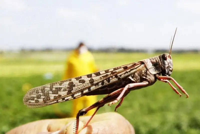 Перевести борьбу с саранчой в государственную монополию планируют в РК