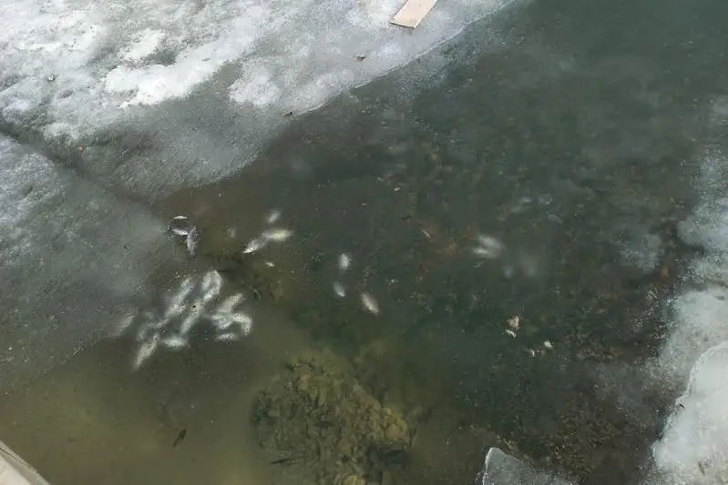 Гибель рыбы в водоеме ботанического сада пояснил столичный акимат