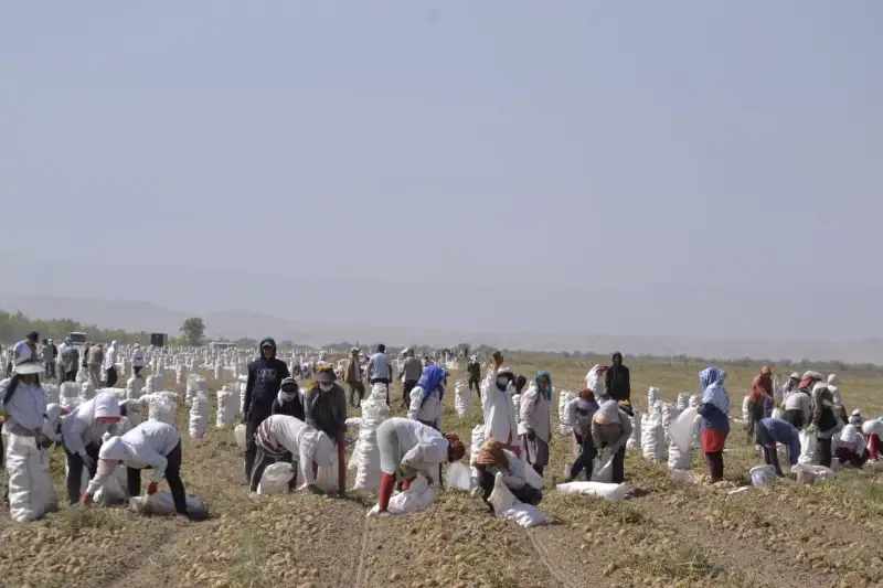 Уборка картофеля началась в Жамбылской области