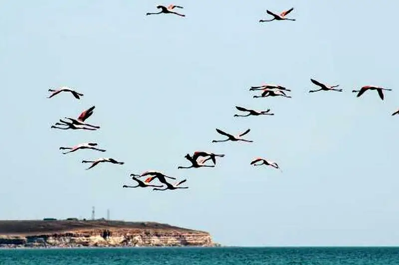 Стаю фламинго сняли близ порта Курык в Мангистауской области