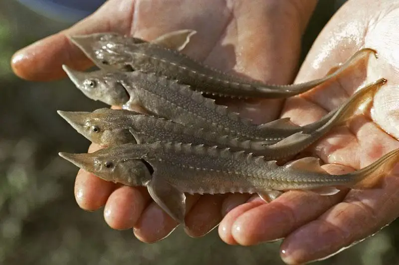 Осетровый завод построят на территории СЭЗ «Морпорт Актау»