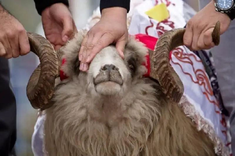 Как отметить Курбан айт в Туркестанской области - постановление санврача