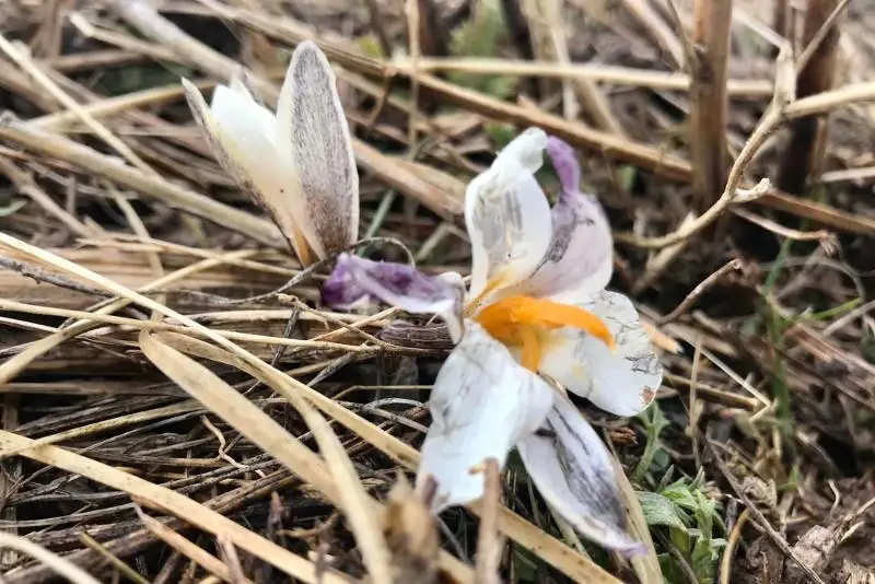 Первые подснежники расцвели на юге Казахстана