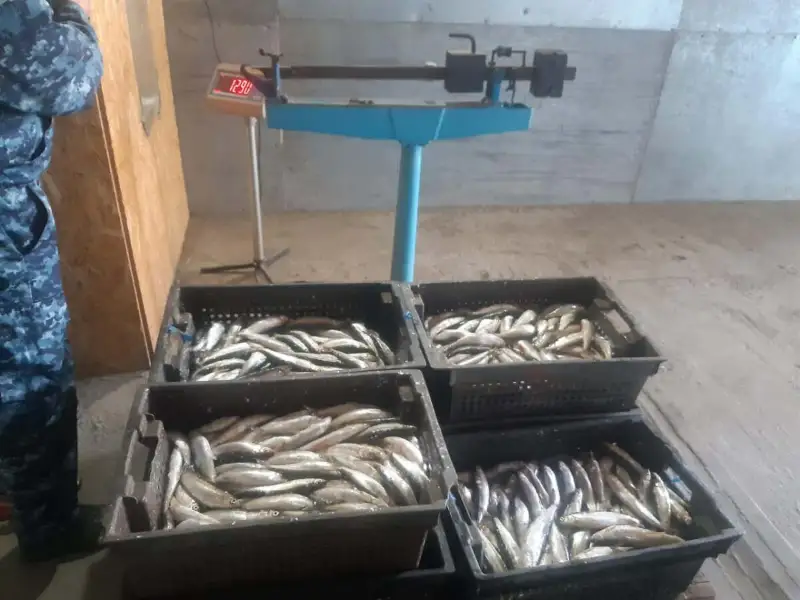 Свыше восьми тонн рыбы изъяли у браконьеров в ВКО с начала года