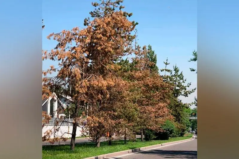 Почему сохнут взрослые сосны и ели в Алматы - ответ акимата