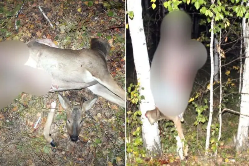 Двух косуль на территории госзаказника отстрелили браконьеры в СКО