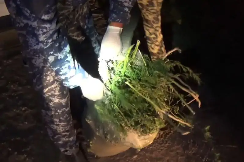 Более 7 кг конопли обнаружили в авто алматинца жамбылские полицейские