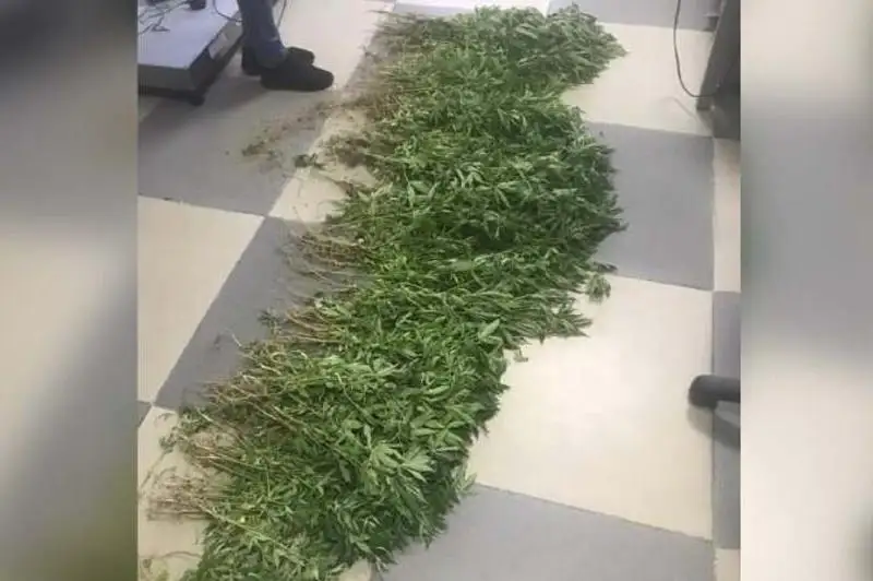 Почти 400 кустов конопли изъяли из огорода жителя Уштобе