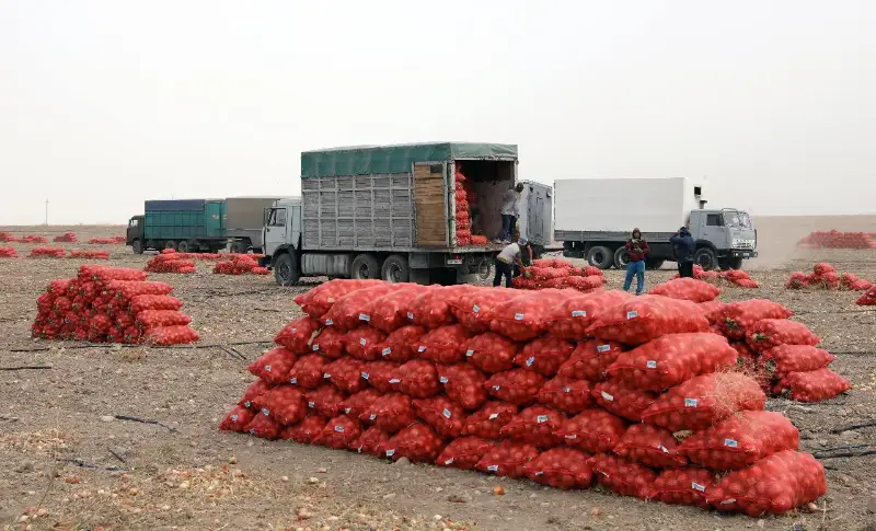 Более одного миллиона тонн лука собрали жамбылские аграрии