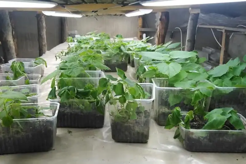 Самые быстрорастущие в мире деревья выращивает туркестанец