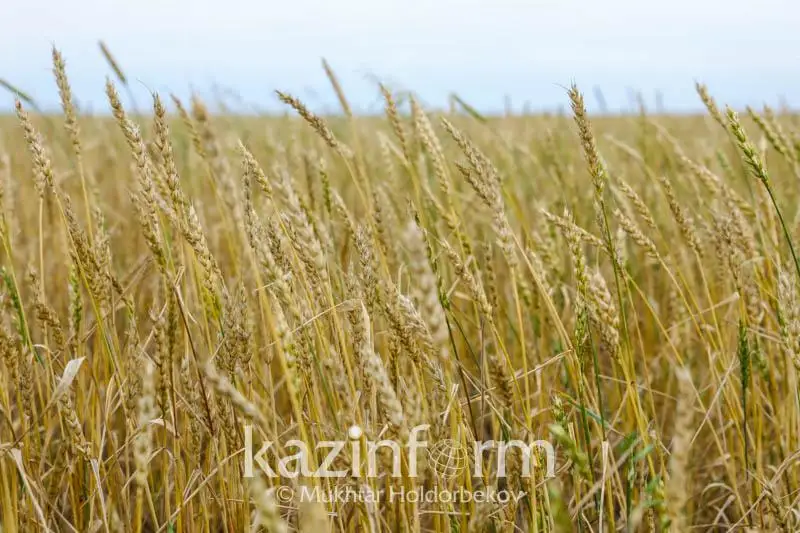 Глава крестьянского хозяйства: Основной лимитирующий  фактор – влага