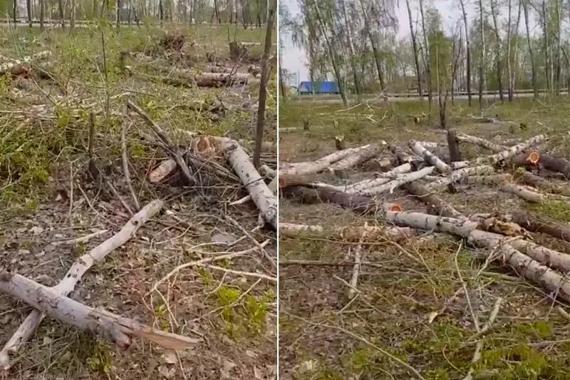Незаконную вырубку деревьев вдоль трассы выявили в СКО