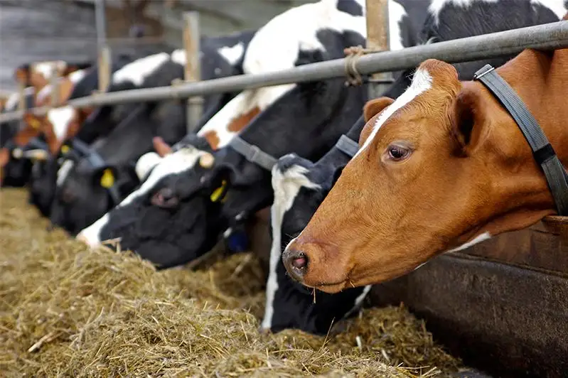 За последние 20 лет численность скота в Туркестанской области увеличилась в три раза – МСХ РК