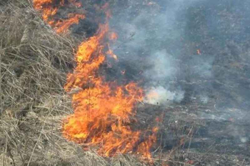 Сухостой загорелся в Алматы