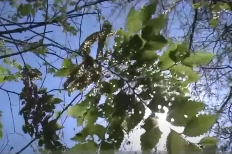 Какая работа проводится в Шымкенте для борьбы с вредителями, уничтожающими карагач