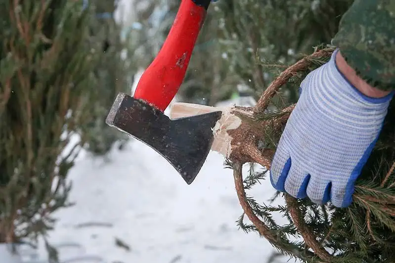 О штрафах за незаконную вырубку елок предупредили в СКО