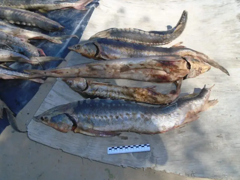 169 осетров и севрюг изъяли у браконьера атырауские полицейские