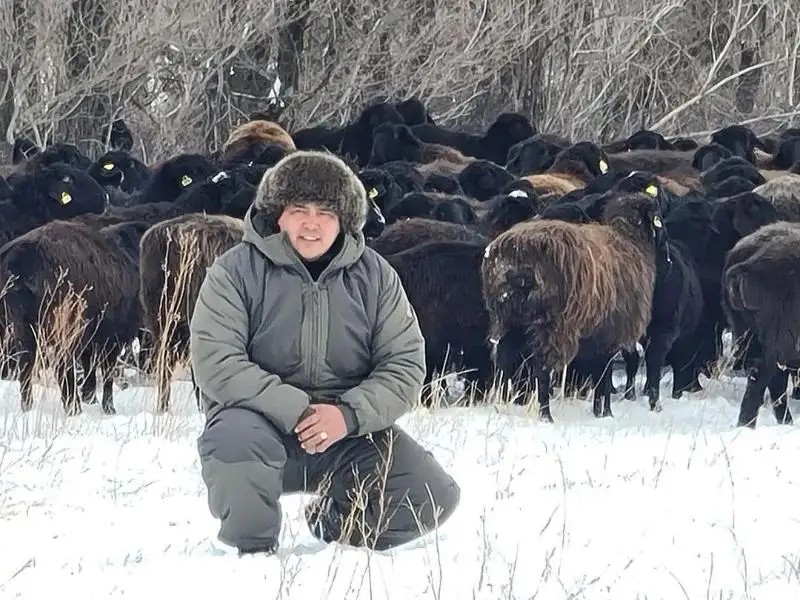 Выйти на мировой рынок с казахстанскими породами овец готовится фермер из Костаная